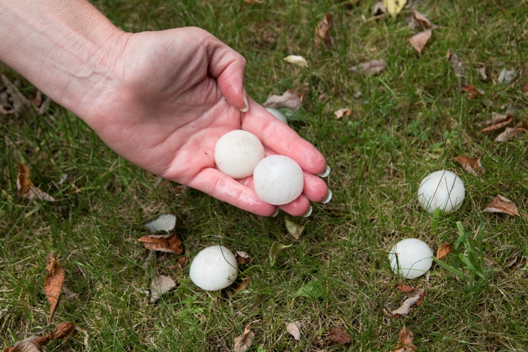 Tips to Prevent Hail & Windstorm Damage, Youngs Insurance, Ontario