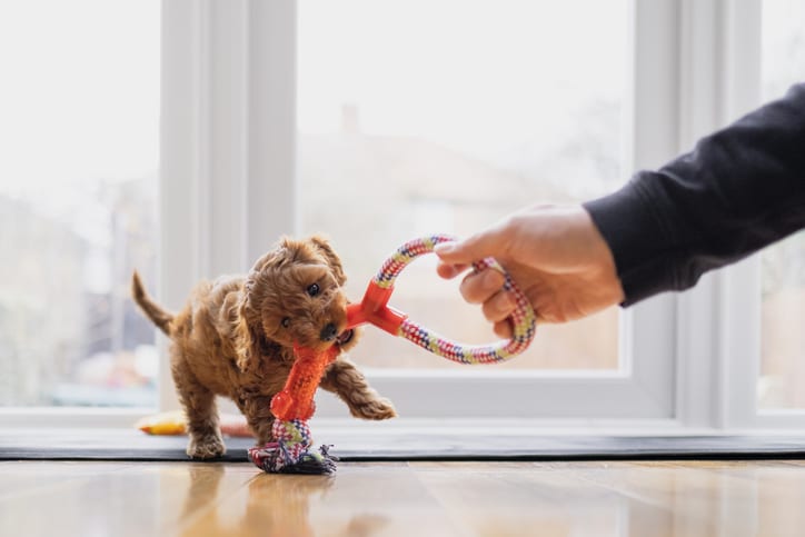 puppy pulling rope in an apartment