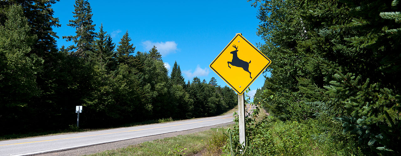 Helpful Driving Safety Tips For Animal Crossings, SnapQuote Insurance