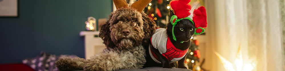 Must Know Holiday Safety Tips for Your Pets, Youngs Insurance, Ontario