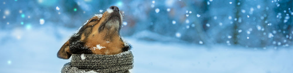Tips on How You Can Protect Your Pets This Winter, Youngs Insurance, Ontario