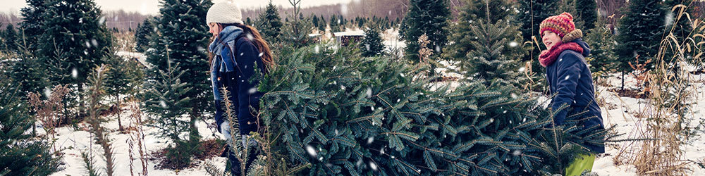 Christmas Tree Safety Tips You Need To Learn Now, Youngs Insurance, Ontario