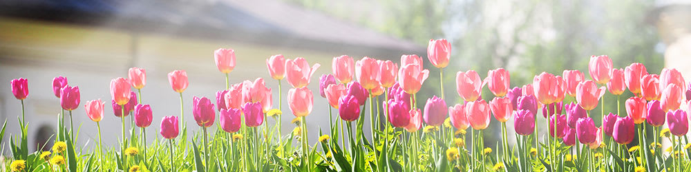 A Simple Guide to Cleaning Your Yard This Spring, Youngs Insurance, Ontario