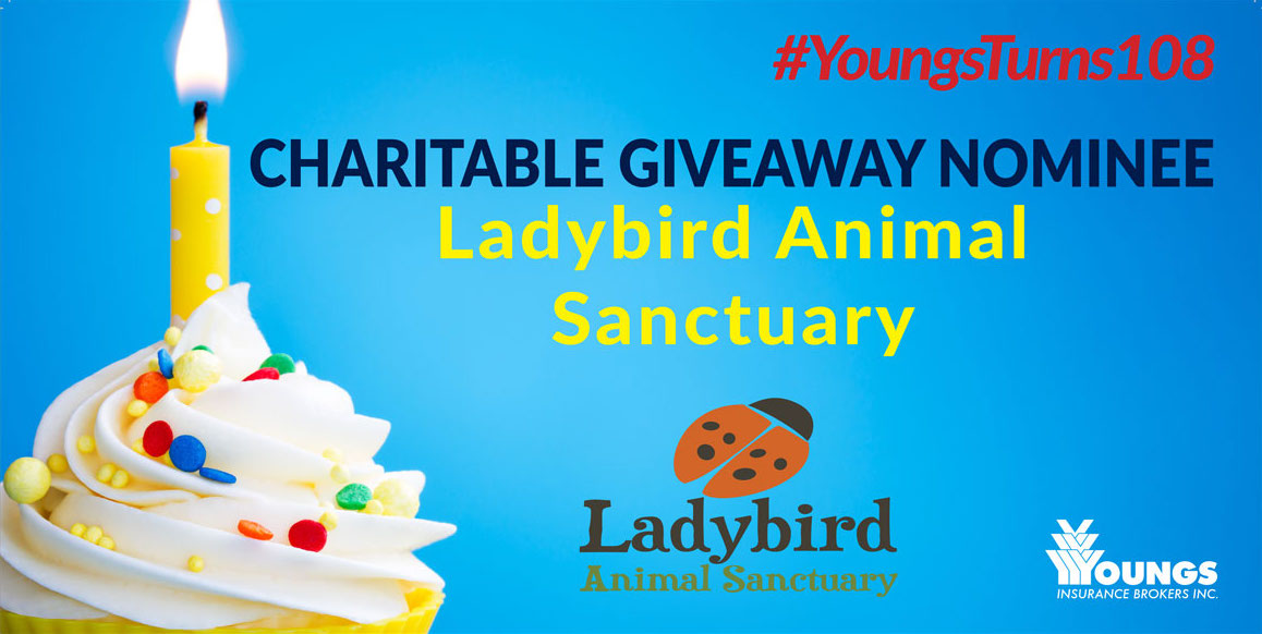 Youngs Insurance Brokers' 108th Birthday Charitable Nominee, Ladybird Animal Sanctuary