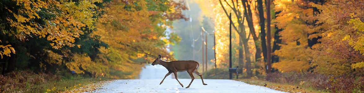 Smart Ways to Stay Safe While Riding During Deer Season, StreetRider Motorcycle Insurance, Ontario
