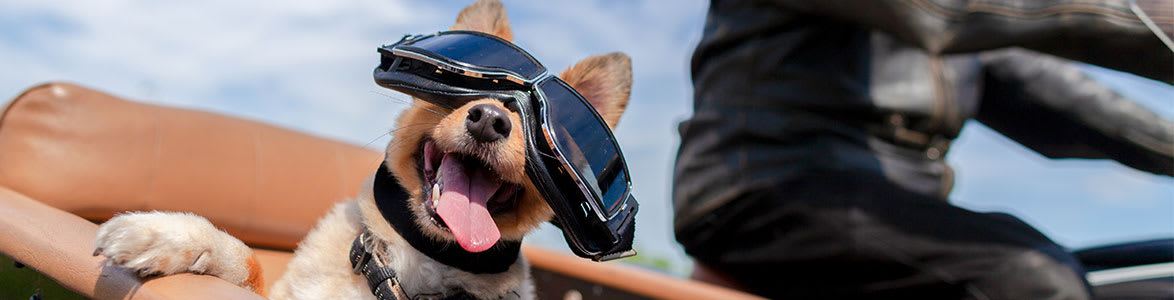The Truth About Riding with Your Dog on Your Motorcycle, StreetRider Insurance, Ontario